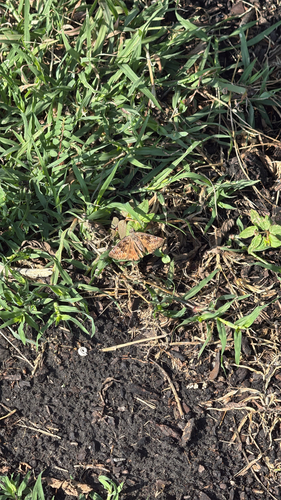 Horace's Duskywing
