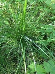 Deschampsia