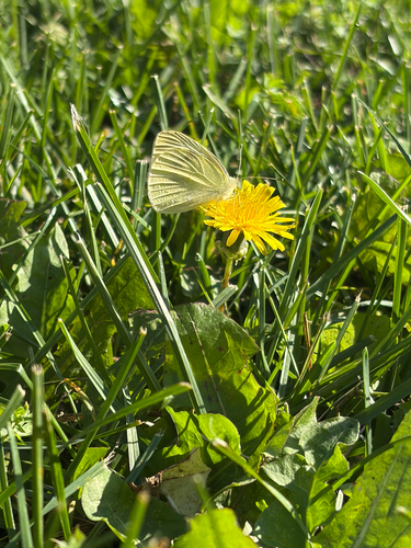 Small White