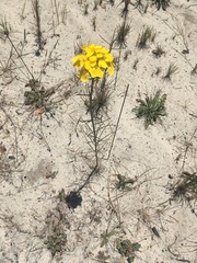Erysimum teretifolium