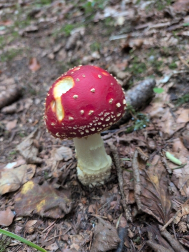 Fly Agaric