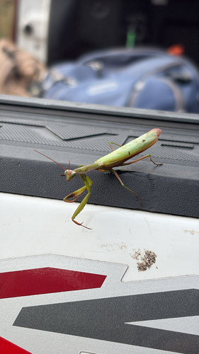 European Mantis