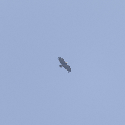 Greater Spotted Eagle