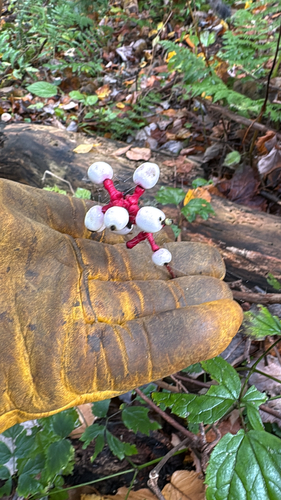 white baneberry