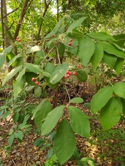 Bunchosia breedlovei