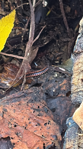 Canadian Flat-back Millipede