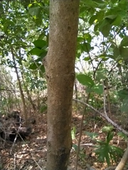 Bunchosia breedlovei