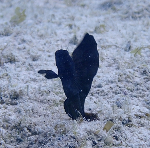 Emblemaria observed 2026-10-12