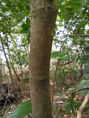 Bunchosia breedlovei