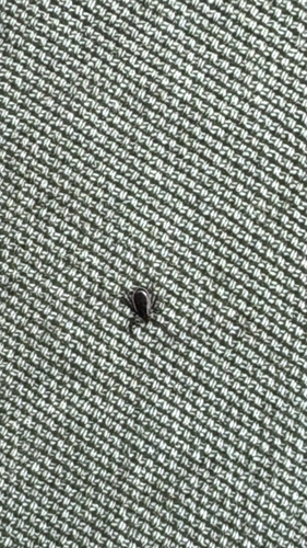 Eastern Black-legged Tick