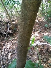 Bunchosia breedlovei