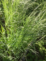 Poaceae