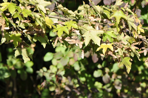 field maple