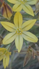 Triteleia ixioides ixioides