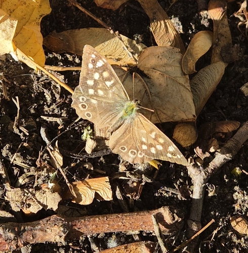 Speckled Wood