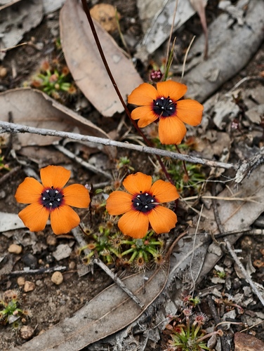 Drosera sewelliae (Drosera sewelliae)