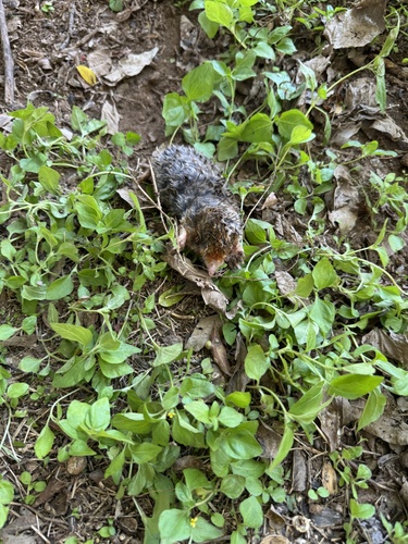 Eastern Mole observed by katiebug21