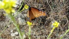 Danaus gilippus