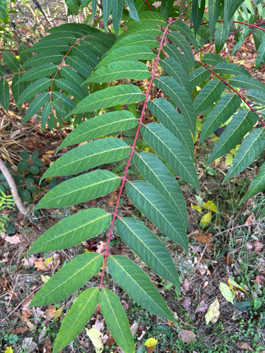 tree-of-heaven