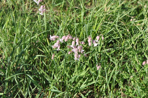 bladder campion