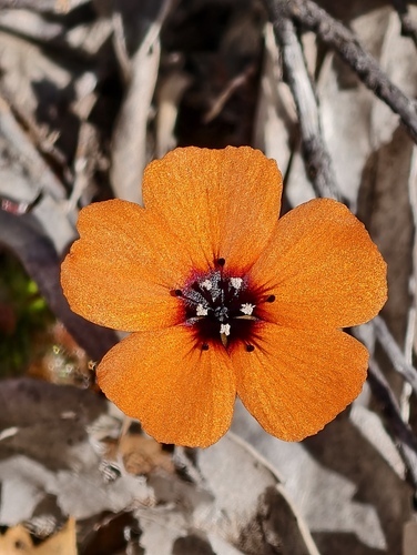 Drosera sewelliae (Drosera sewelliae)