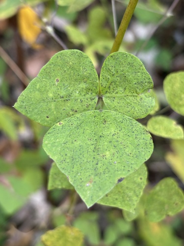 American hog-peanut