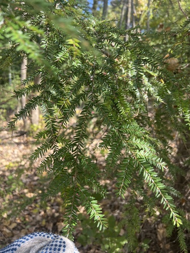 eastern hemlock