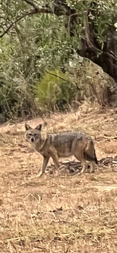 European Jackal