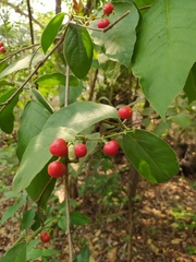 Bunchosia breedlovei