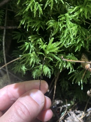 Leucolepis
