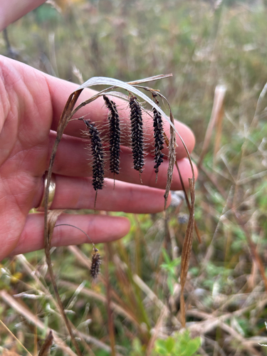Carex crinita, 2026-10-13