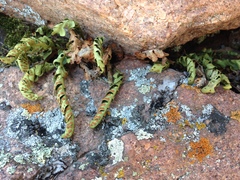 Polypodium saximontanum