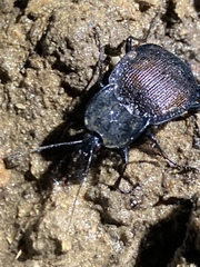 Scaphinotus elevatus