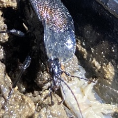 Scaphinotus elevatus