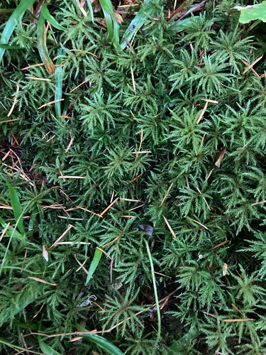 Leucolepis acanthoneura observed 2026-10-12