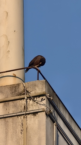 Common Myna