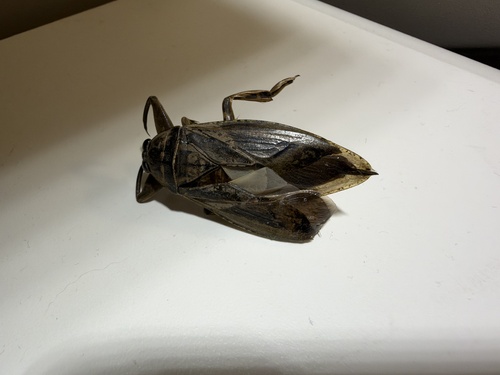 Uhler's Giant Water Bug