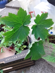 Eriocapitella × hybrida