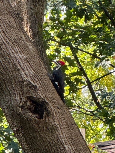 Pileated Woodpecker