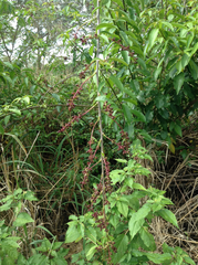 Trichostigma octandrum