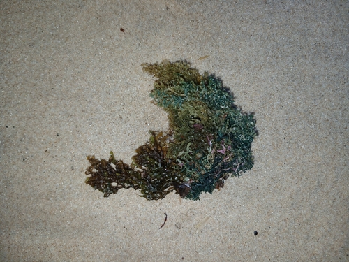 Lobospira bicuspidata, 2026-10-13
