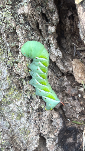 Carolina Sphinx
