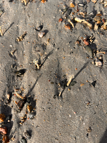 Lanice conchilega observed 2026-10-13
