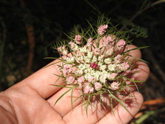 Daucus carota maximus