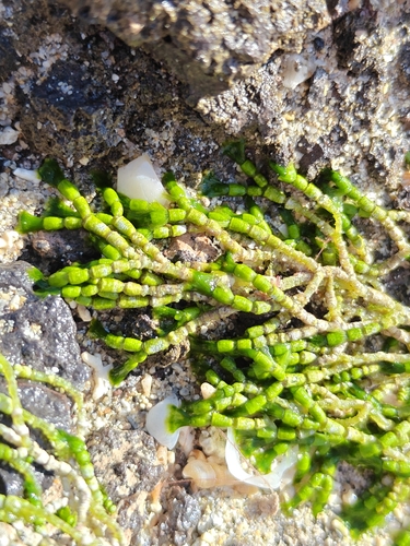 Cymopolia barbata observed 2026-10-13