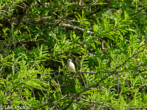 iNaturalist image
