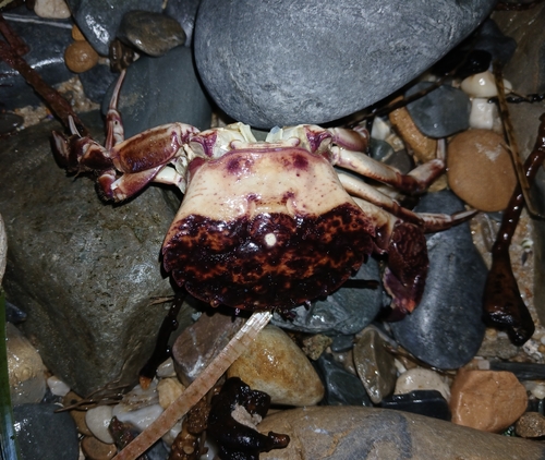 Nectocarcinus integrifrons observed 2026-10-14