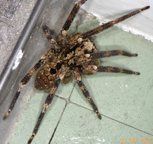 Mediterranean Spiny False Wolf Spider