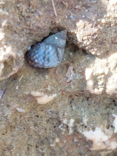 Echinolittorina punctata observed 2026-10-13