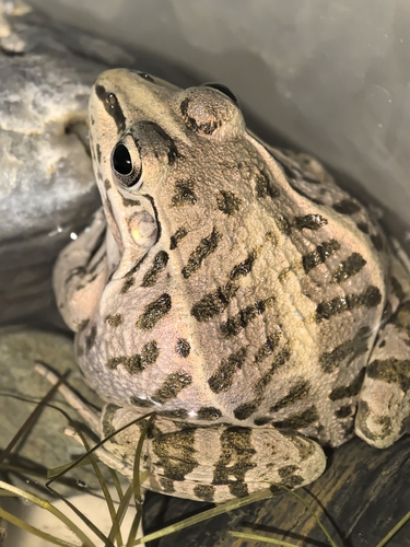 Black-spotted Frog